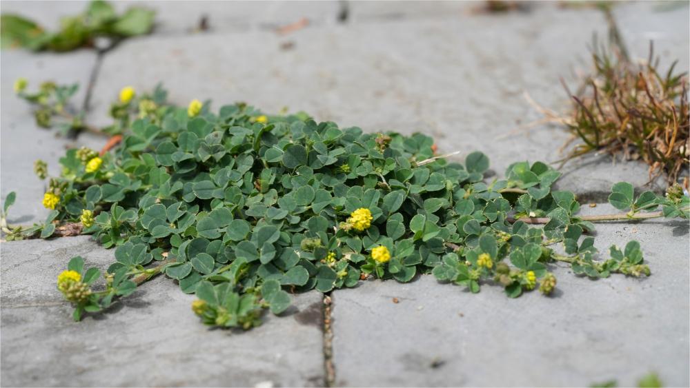 A ground-hugging, sprawling plant with clover-like leaves and yellow flowers growing atop walkway pavers.