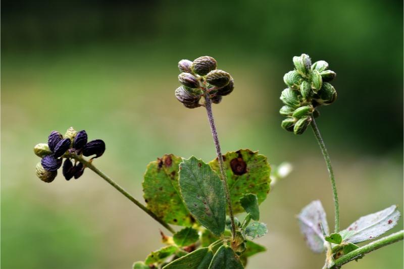 Kidney-shaped, wrinkle-textured seed pods ripen from green to black on a black medic stem.