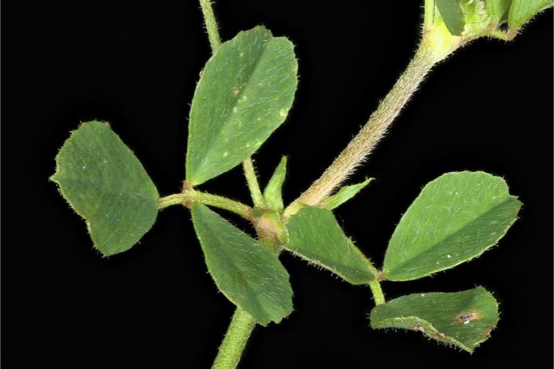 Close-up of two clover-like, 3-part black medic leaves. The stalked central leaflet and prominent green stipules at the leaf stem base are visible.