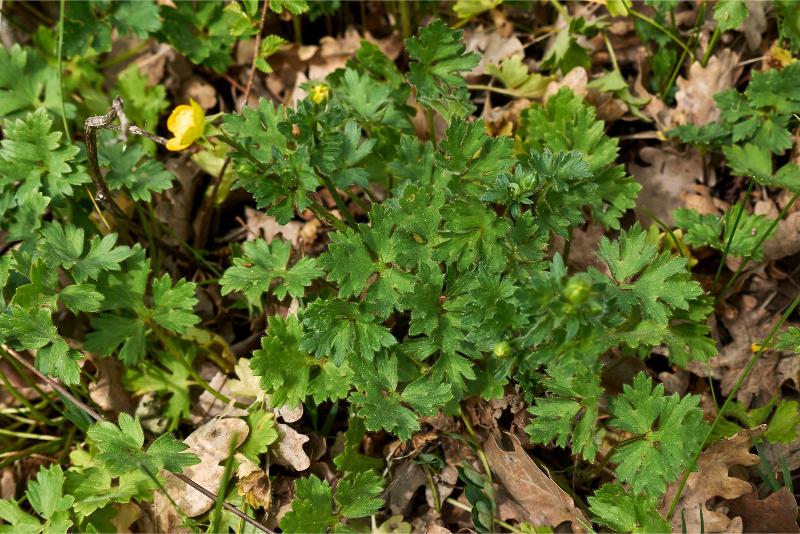 A clump of green, lobed leaves surrounded by autumn leaf litter. A few stems bear yellow flower buds.