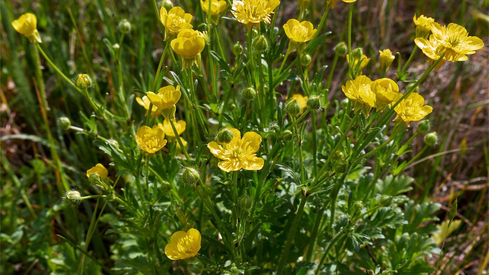 A clump of deeply-lobed leaves bearing multiple stems of yellow flowers with 5 petals.
