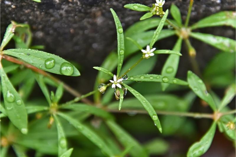 Closeup of a few stem branches of carpetweed with slender, oblong leaves and tiny, white, star-shaped flowers.