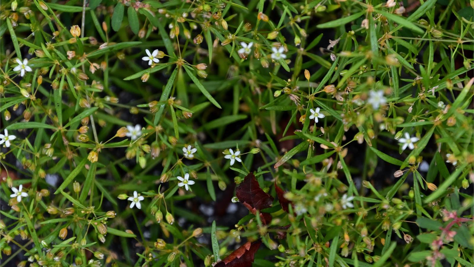 Scattered tiny white starry flowers on a jumble of carpetweed stems with slender, whorled leaves.