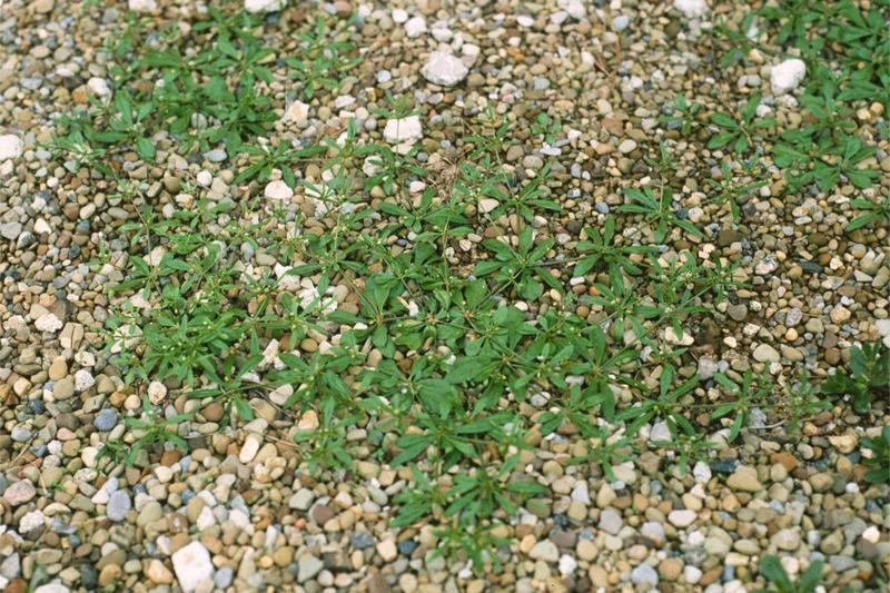 A sprawling mat of foliage radiating from a central point, growing in gravel-covered ground. The slender, oblong leaves attach in groups to the stem.
