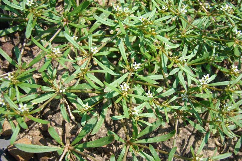 Several layers of sprawling carpetweed stems on a mature plant create visual clutter with their whorled leaves.