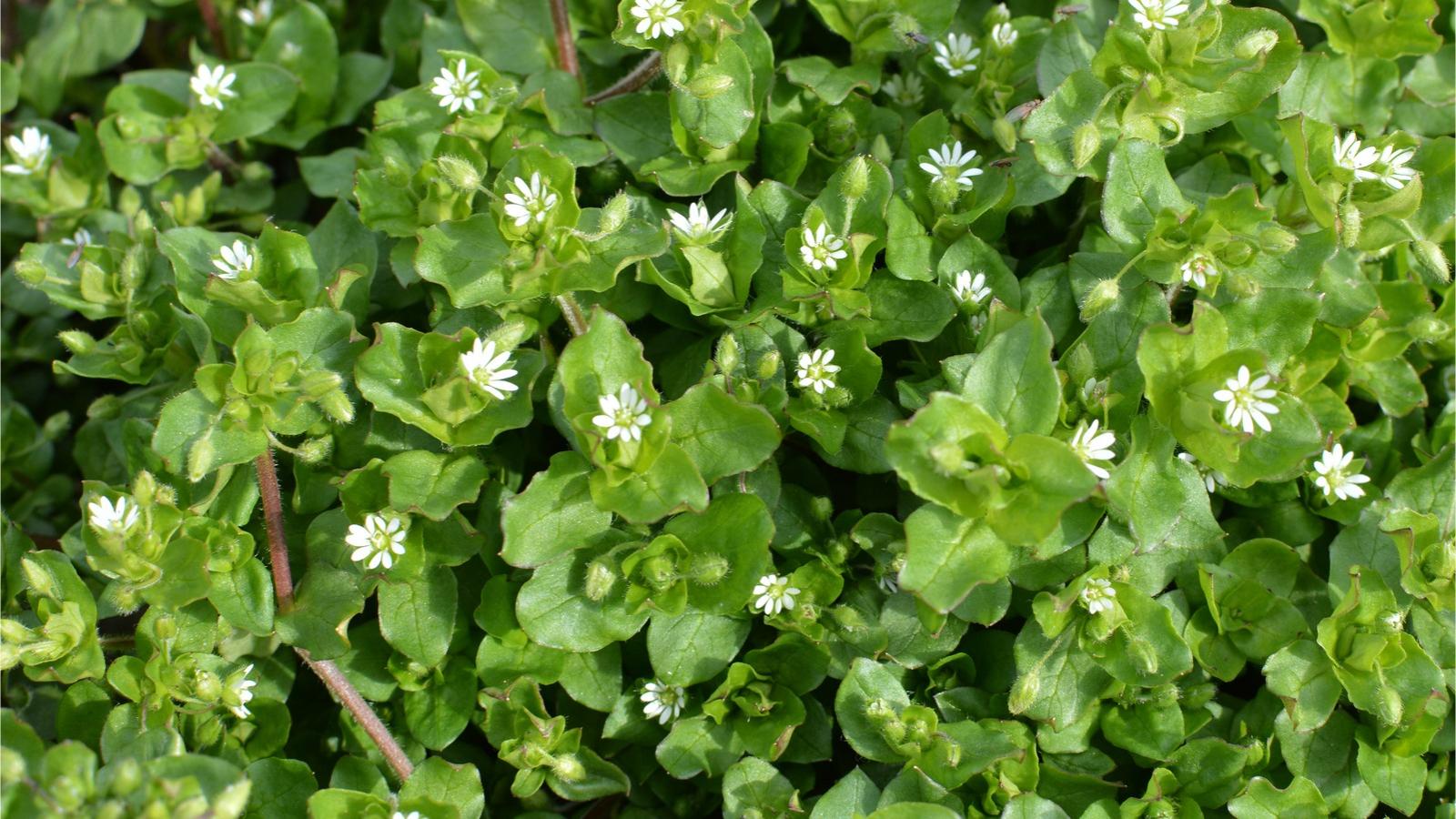 A low-growing plant with small leaves and numerous white starry flowers.