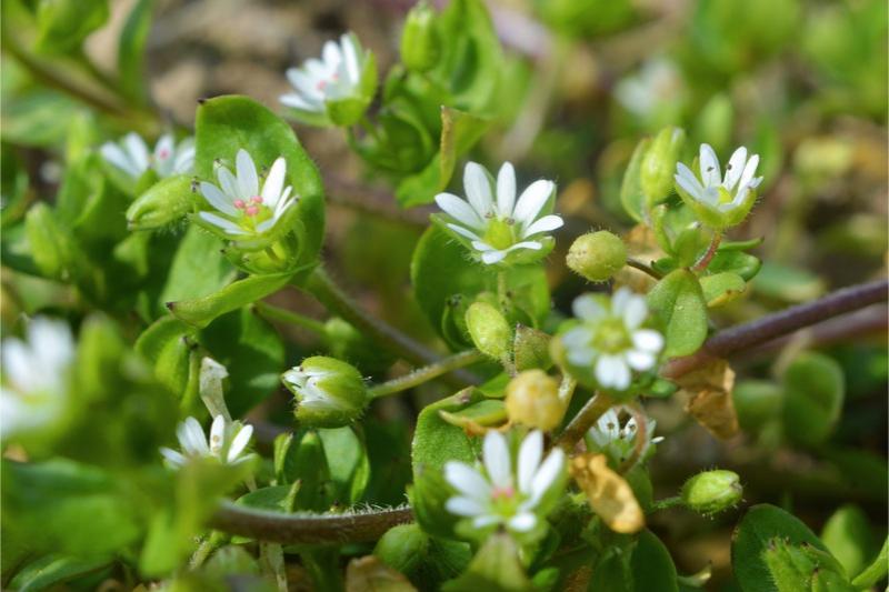 Multiple small white flowers with slender petals on the tips of leafy stems.