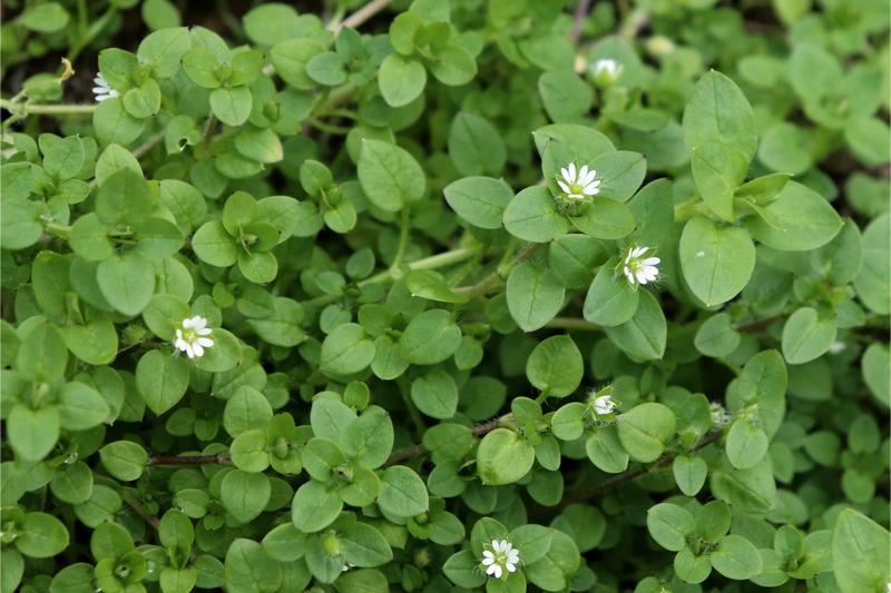 Sprawling stems with small, rounded leaves with a tapered tip and scattered white flowers.