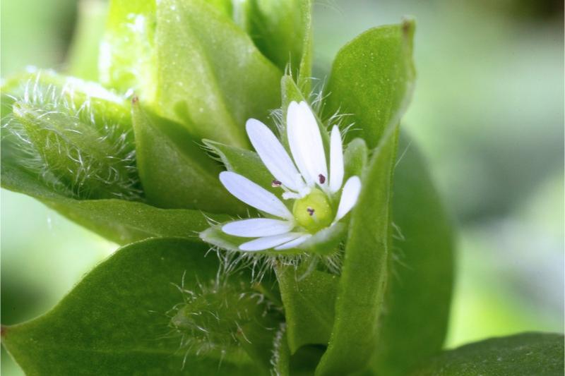 Several closed buds and one small open flower with slender white petals, nestled close to small leaves. The green sepals on the flowers have wispy white hairs.