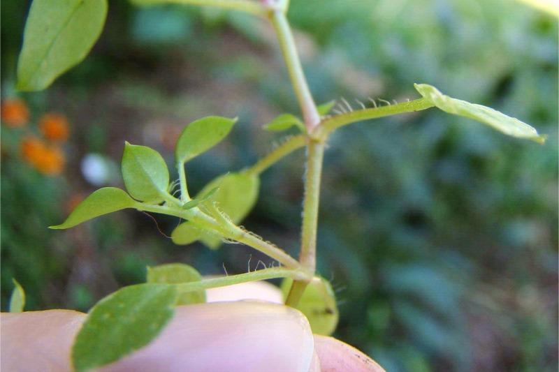 A common chickweed stem is held in side view to feature a row of fine hairs on the leaf petioles.