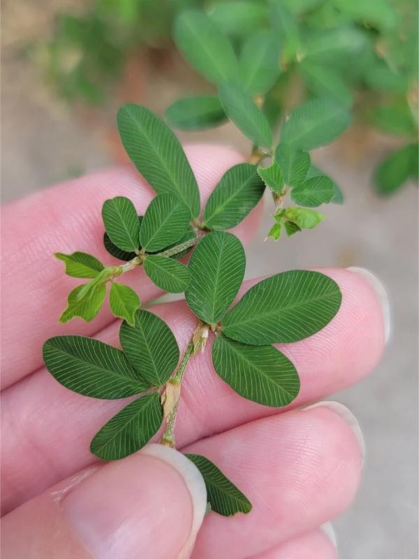 A person holds a stem of lespedeza to highlight the prominent angled, parallel leaf veins on each leaflet.