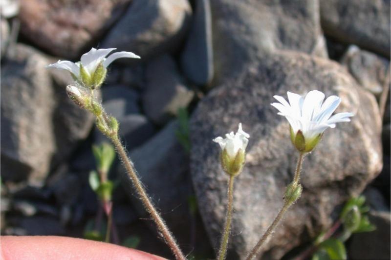 Side view of narrow-petaled flowers featuring short green sepals behind the longer white petals.