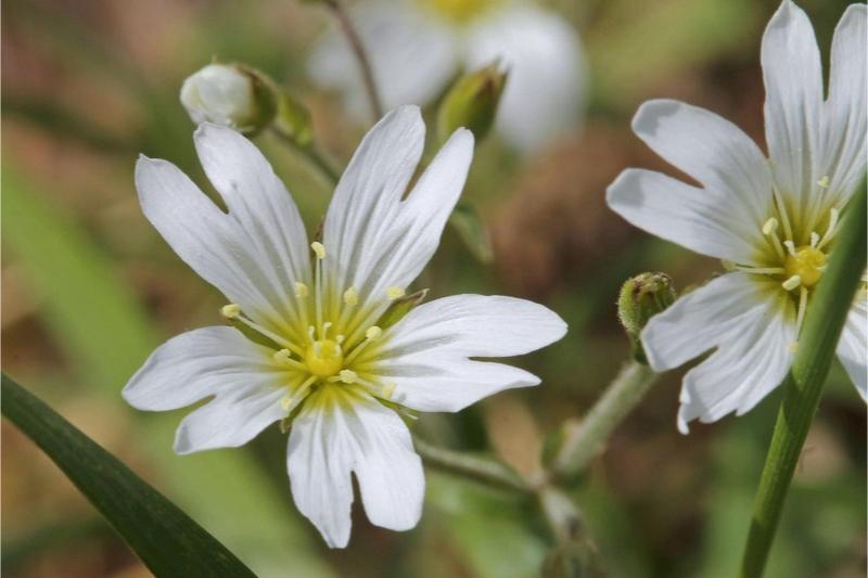 Close-up of a white flower with 5 petals having a cleft tip.