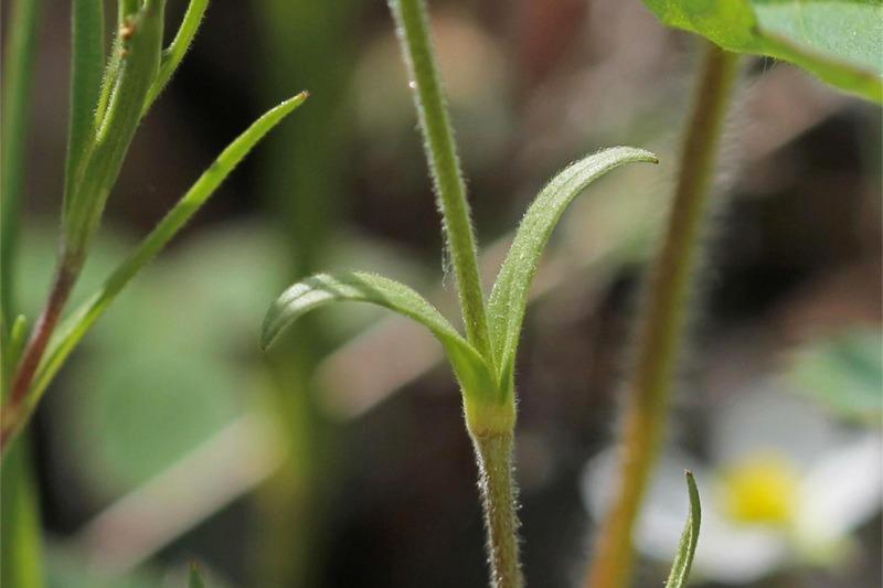 A pair of slender, tapering leaves attached directly to a moderately-hairy stem.