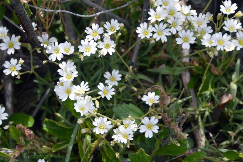 Clusters of starry white flowers on stems held above indistinct foliage.