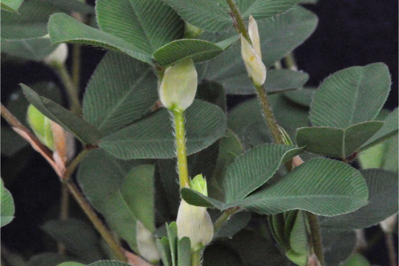 A close-up of a lespedeza stem with its hairs all pointing upwards.