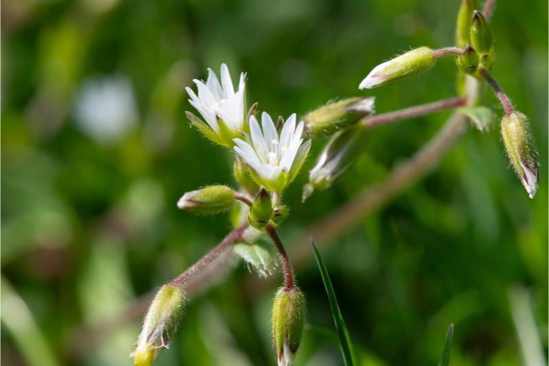 Side-angle view of two semi-open flowers with cleft white petals that have green sepals of near-equal length behind them.