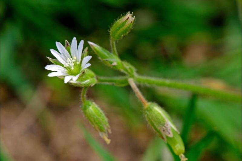 Close-up of one open white flower with 5 cleft petals and several spent flower buds in a cluster on a tall stem.