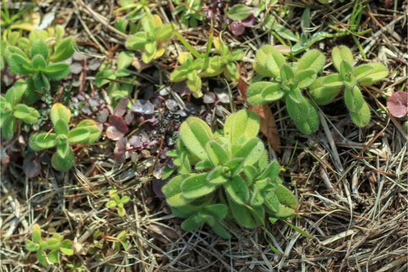 Multiple seedling mouse-ear chickweed plants with congested pairs of hairy, small, oblong green leaves.