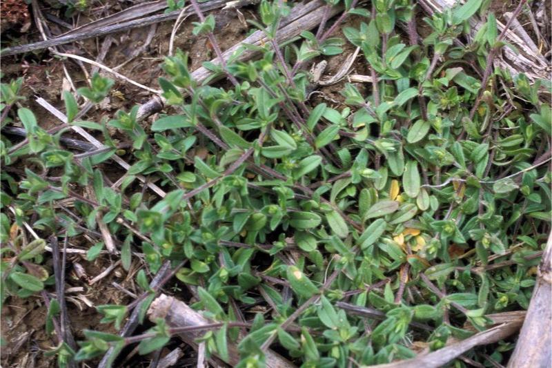 Creeping stems sprawling over the ground on a mature mouse-ear chickweed plant.