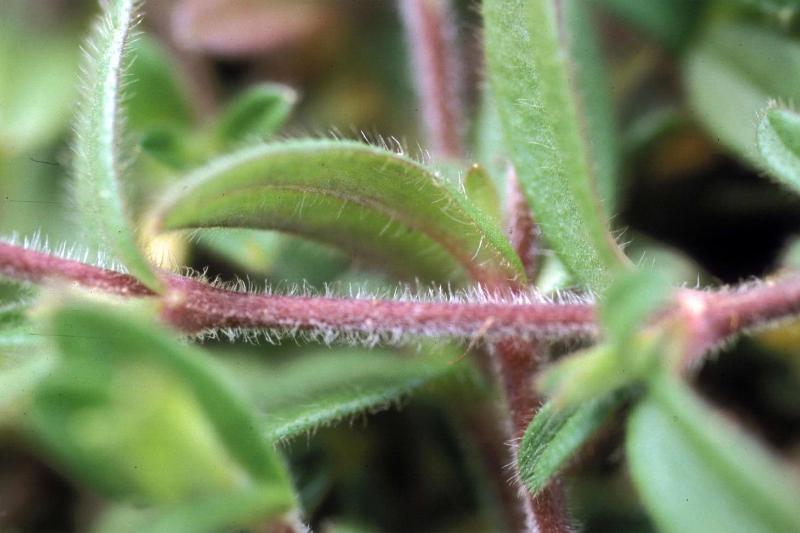 Close-up of a reddish-colored mouse-ear chickweed stem covered with prominent, short white hairs. Unstalked leaves attach directly to the stem.