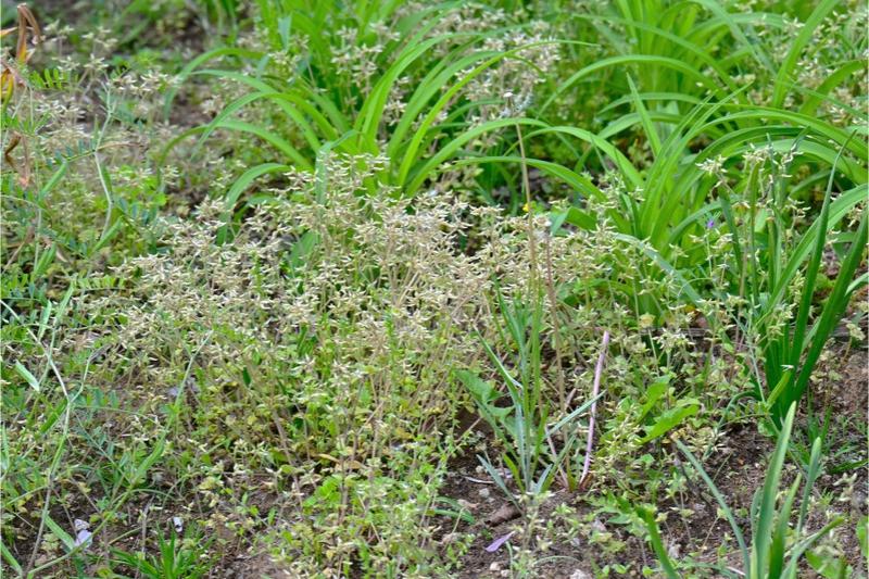 Multiple upright-growing, budded sticky chickweed plants roughly 1 foot tall in a mix of other weeds.