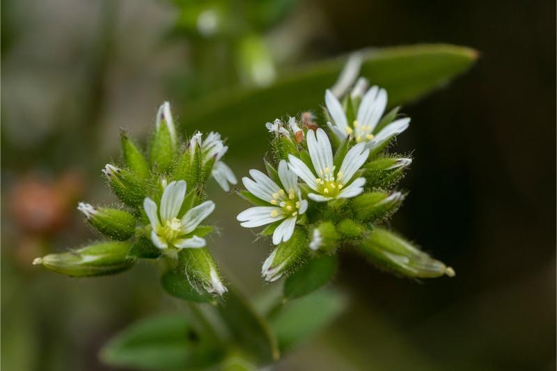 Close-up of a cluster of buds and open white flowers with green sepals covered in short sticky hairs.