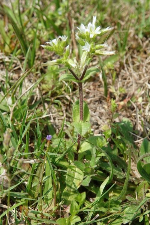 An upright-growing stem of sticky chickweed covered in short, fine hairs, with pairs of stalkless leaves and white flowers..