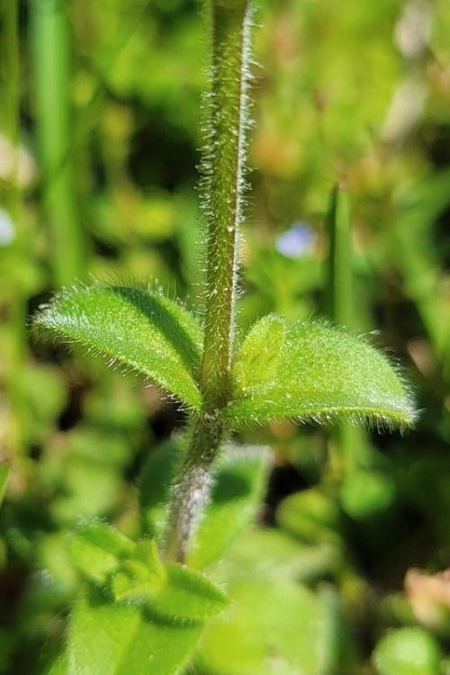 Close-up of a green, upright-growing sticky chickweed stem with fine, short hairs and pairs of stalkless leaves.
