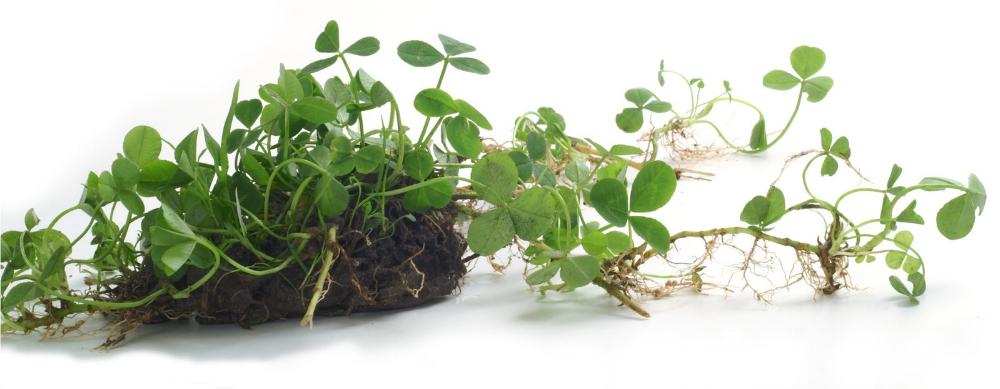 A clump of white clover rooted in soil placed on a white backdrop. Several runners growing out of the clump show roots emerging from various points along the stem.