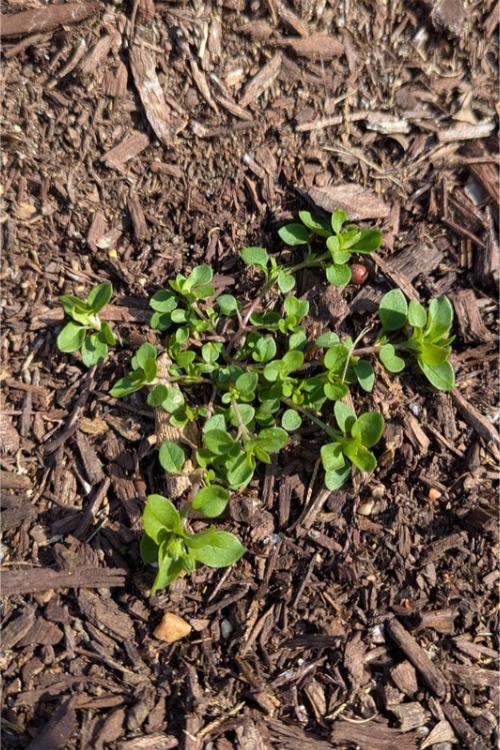 Young chickweed plant with sprawling stems growing in a mulched flower bed.