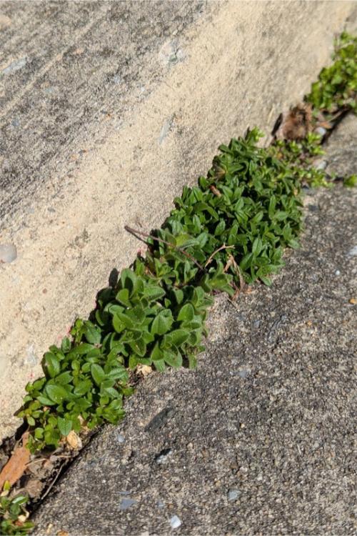 A dense, short colony of young chickweed plants growing in a narrow gap between a concrete curb and pavement.