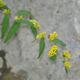 yellow flower of native wreath goldenrod