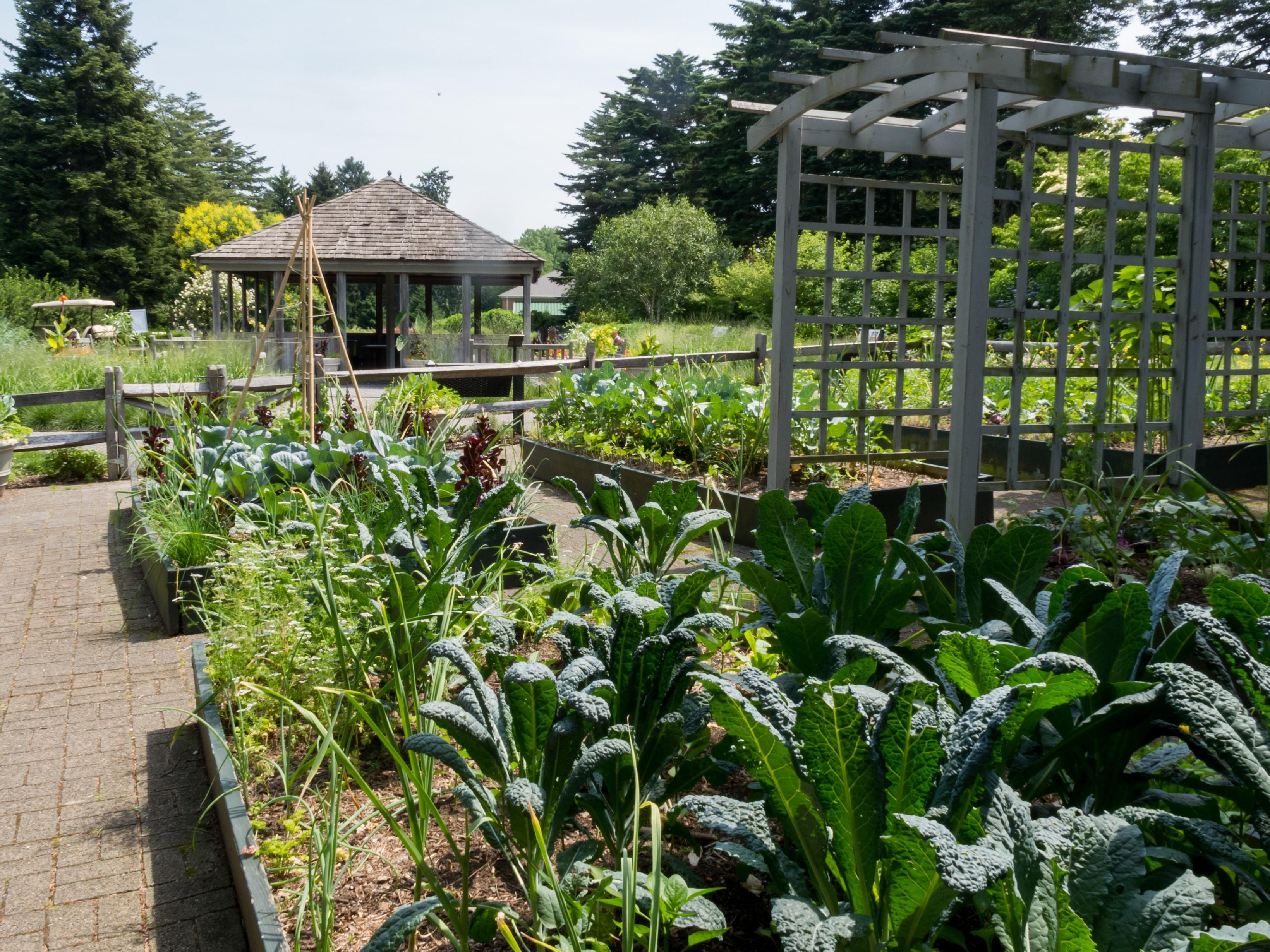 wooden raised beds