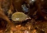 Bulb mite on garlic