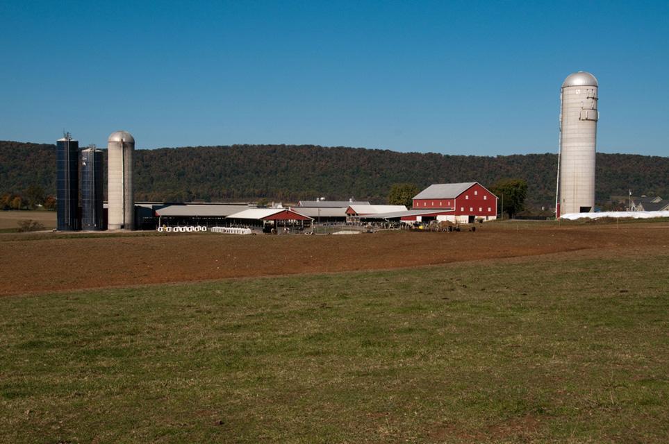 Dairy Farm