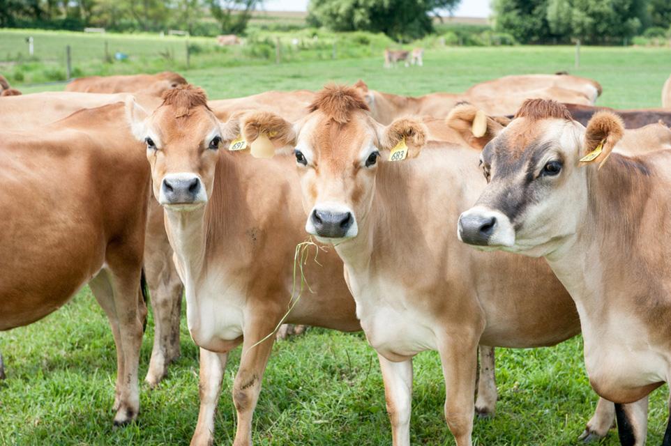 Dairy cattle in pasture