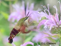 hummingbird moth