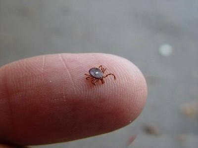 lone star tick