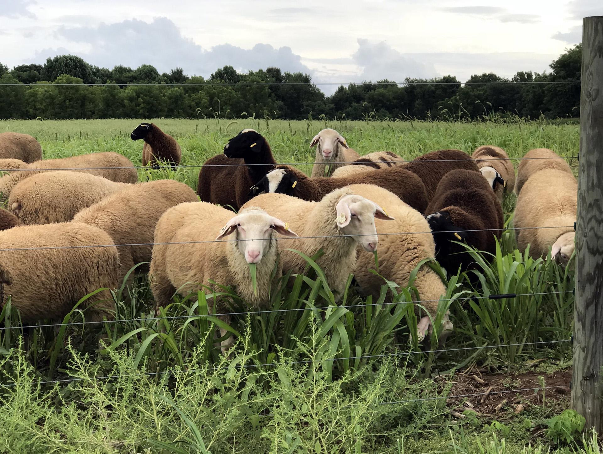 Sheep grazing at the Western Maryland Research and Education Center