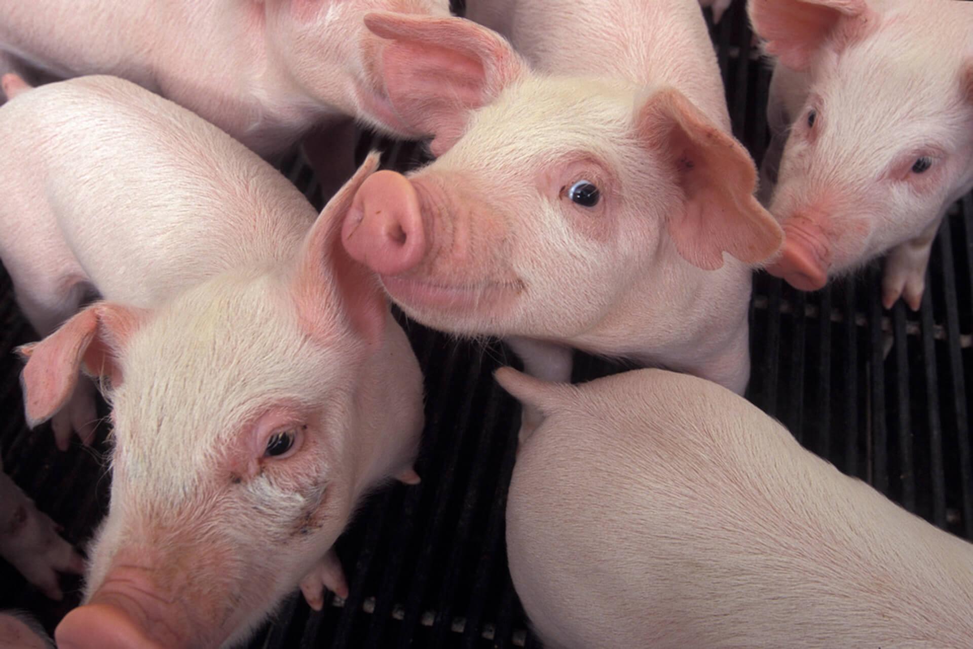 Group of small pink pigs, with one giving the camera the lazy eye