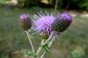 Thistle