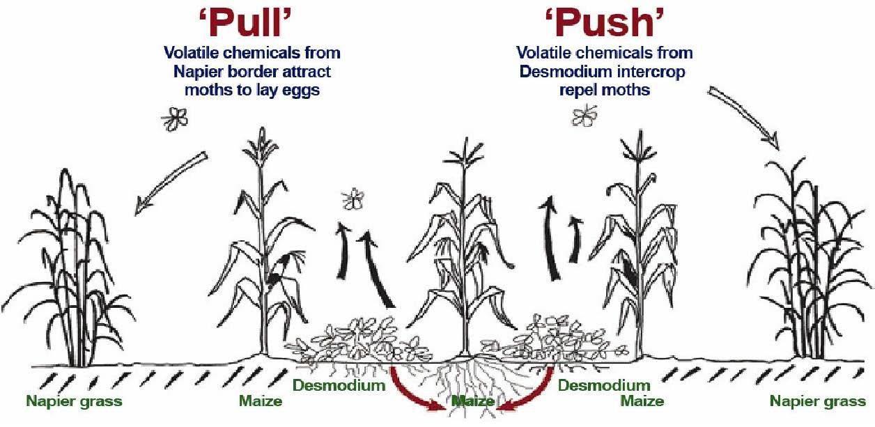 Example of the “Push-Pull Technique” 