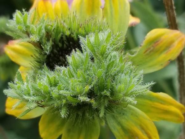 aster yellows symptoms