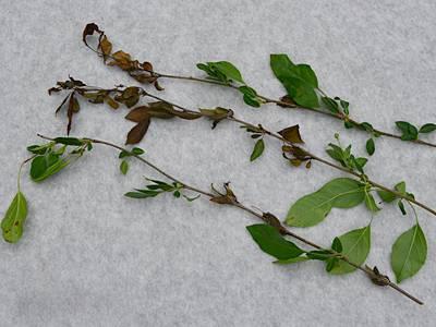 Infected leaves tend to 'hang on' to the ends of branches