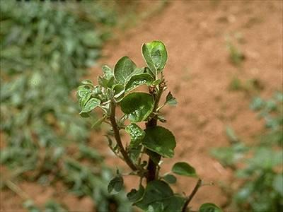 Damage to leaves and stems has a ragged appearance