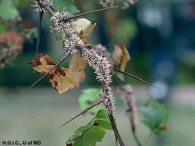 Hawthorn rust infected twig