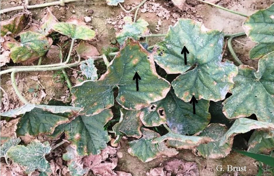 Alternaria (larger tan/brown spots) and Cercospora leaf spots (arrows) on cantaloupe leaves