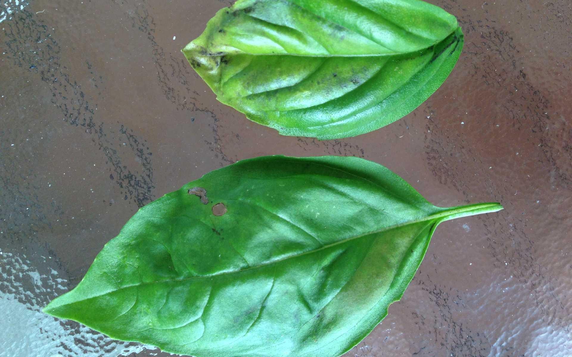 Downy mildew on basil