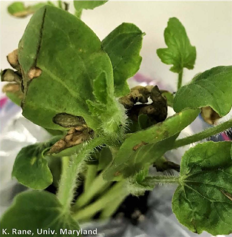 Necrotic (not-disease) spots on watermelon transplants